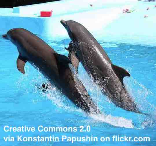 TripAdvisor ends sale and promotion of all captive dolphin and