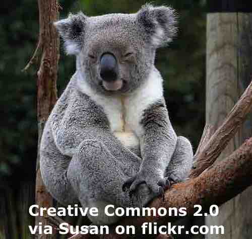 The Future of Koalas Is in Jeopardy • Center for Animal Law