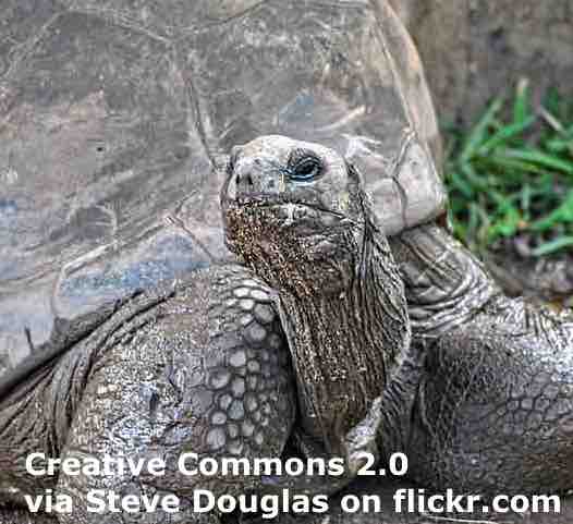 190-year-old Jonathan becomes world's oldest tortoise ever