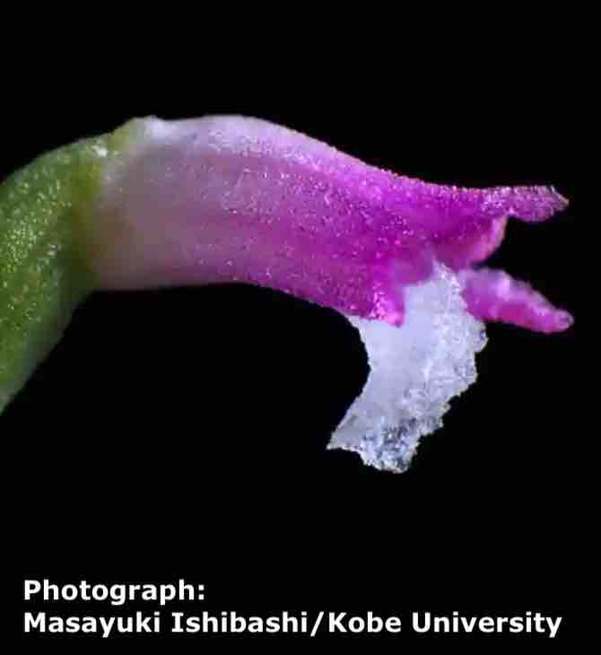 New orchid species found in Japan