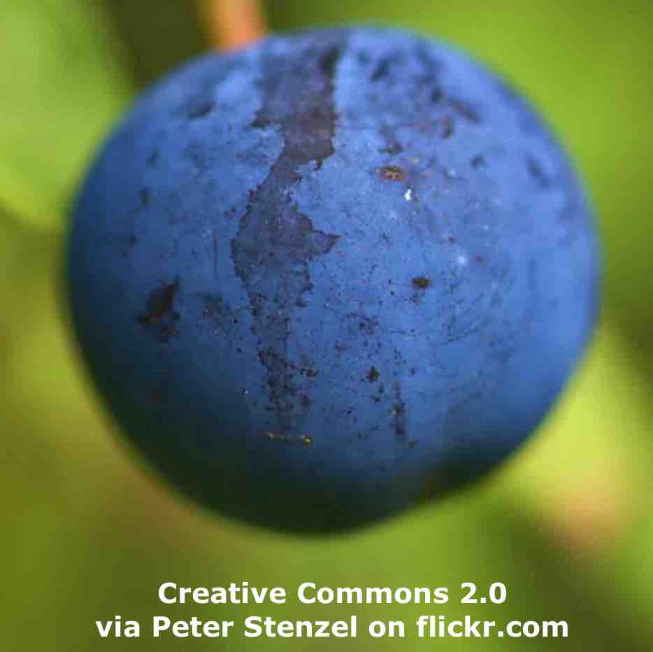 Breaking News English | 20 Questions | Blueberries