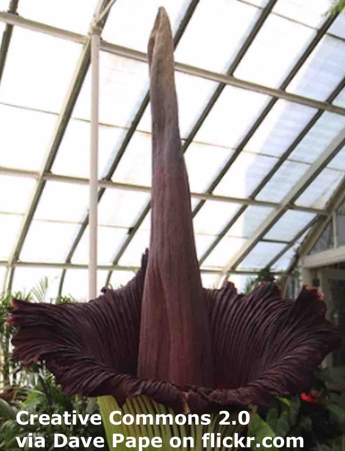 Corpse Flower - ESL Lesson Plan - Breaking News English Lesson