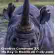 An ESL lesson on Black Rhinos - Numbers of black rhino on the rise