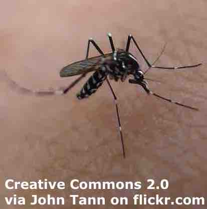 Mosquitoes - ESL Lesson Plan - Breaking News English Lesson