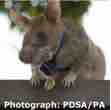 An ESL lesson on Bravery - Bomb-detecting rat wins medal for bravery