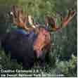 An ESL lesson on Moose - Car-licking moose a problem on Canada's roads