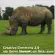 An ESL lesson on Ig Nobel Prize - Upside-down rhino experiment wins Ig Nobel Prize