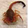 An ESL lesson on Scorpions - Scorpions sting more than 500 people in Egypt