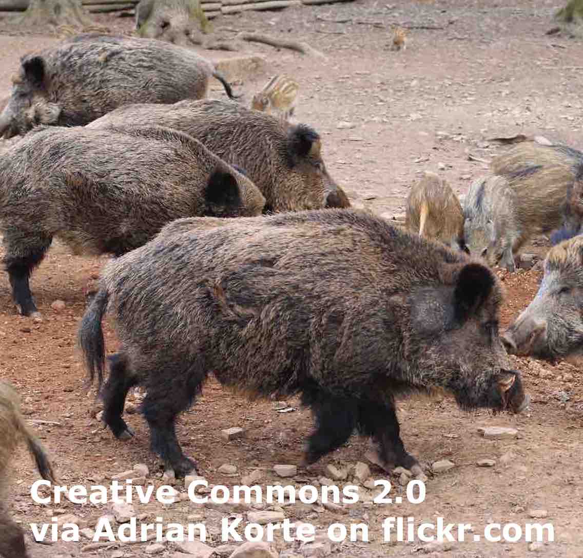 Wild Boars - ESL Lesson Plan - Breaking News English Lesson