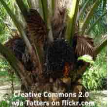 An ESL lesson on Palm-alt Oil - Scientists find alternative to palm oil
