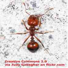 An ESL lesson on deadly fire ants spreading across Australia.