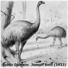 An ESL lesson on De-extinction - De-extinction company plans to recreate giant moa bird