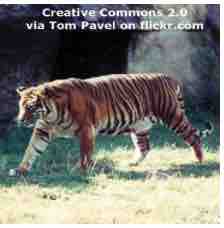 An ESL lesson on Zoo Pet Food  - Zoo asks for unwanted pets to feed to big cats
