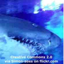 An ESL lesson on Sharks  - Ocean acidification a danger to sharks' teeth