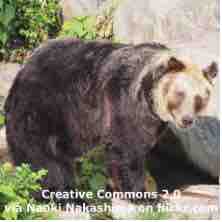 An ESL lesson on Bear Attacks  - Japan creates emergency plan to stop bear attacks