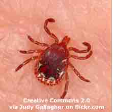 An ESL lesson on Tick Bites  - Tick bites are on the rise around the world