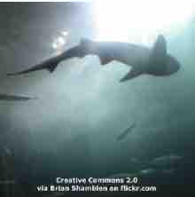An ESL lesson on Influencers  - Influencers risk shark bites for perfect photo 
