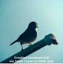An ESL lesson on Birdsong & Traffic  - Traffic noise may be making birdsong less calming 