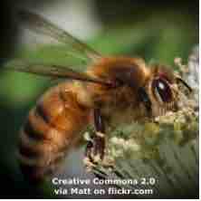 An ESL lesson on Honey Bees  - Scientists discover secret about a honey bee's stinger 