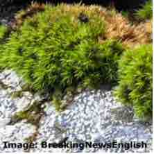 An ESL lesson on Moss and Forensics - Moss is effective in solving crimes, says study